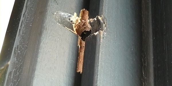 Thumbnail Image 1